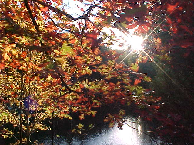 A branch castin' an orange silhouette.