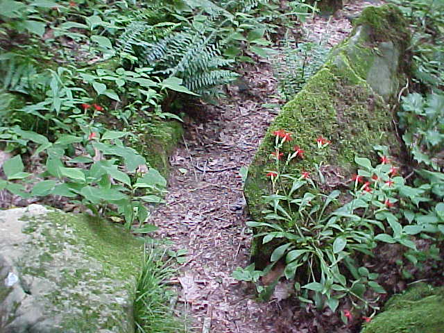 Tiny path in the forest. I mean REAL tiny. Bicycle trail kinda tiny. At a steep incline too. Sheesh!