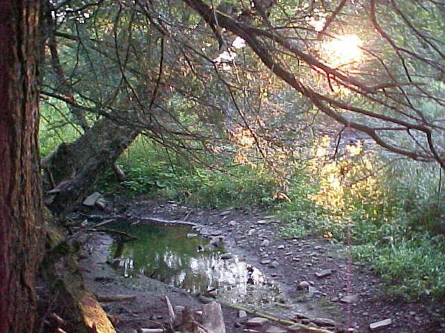 A small window with a small bridge over a small creek by a small tree.